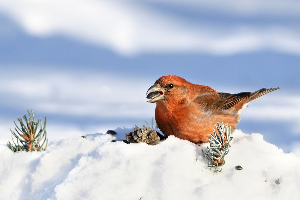 Красавец клёст