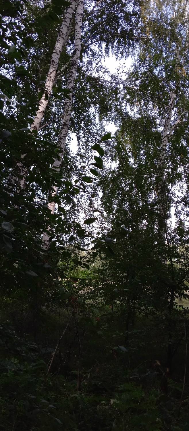 Photo #11219856