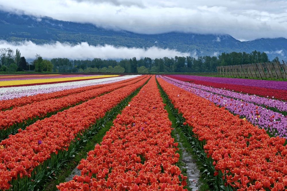 Tulip fields
