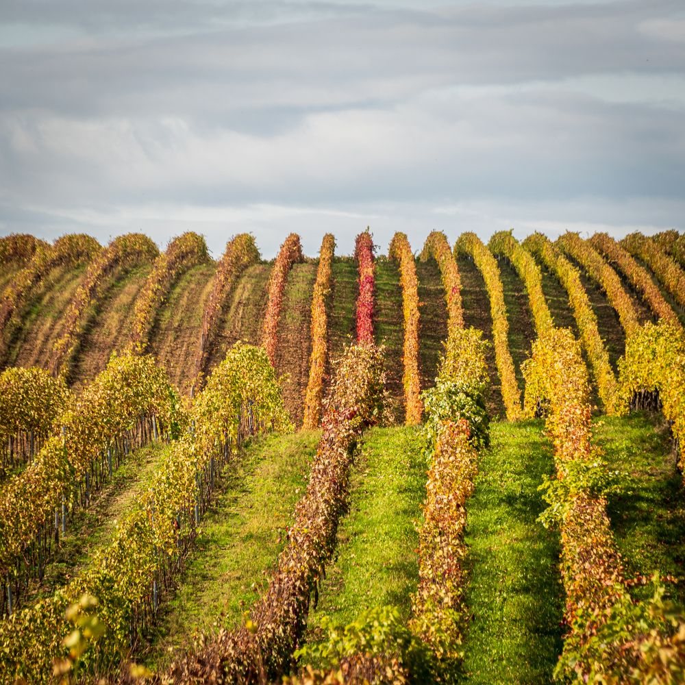 Photograph by Olga Arune