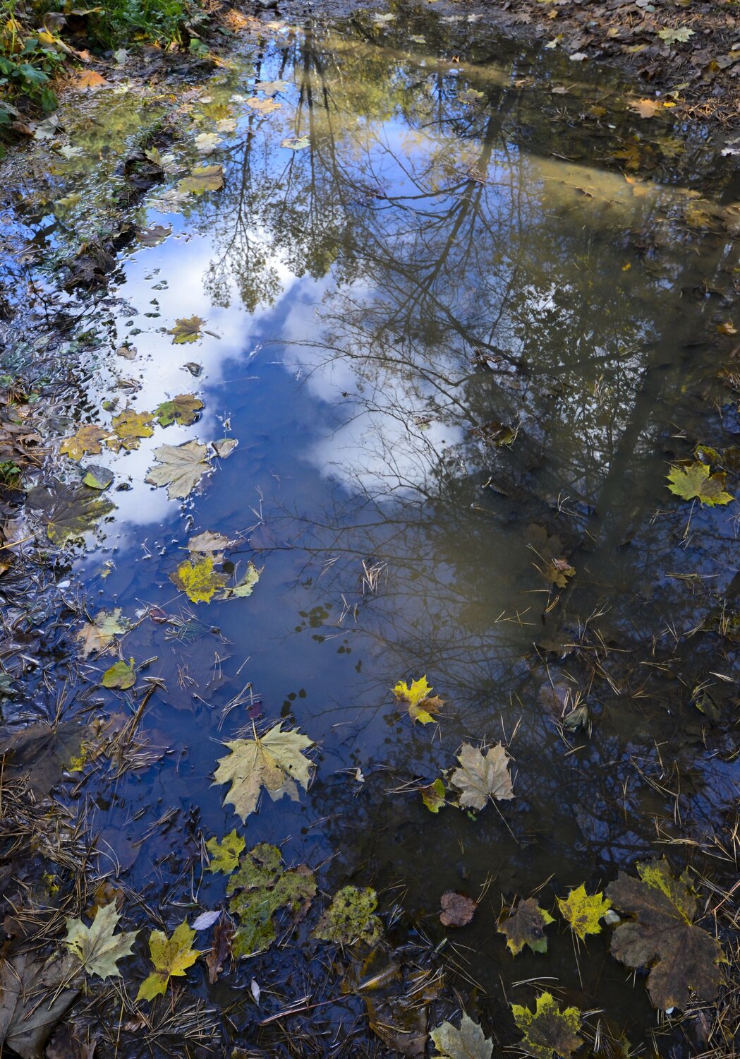 Краски осени в воде