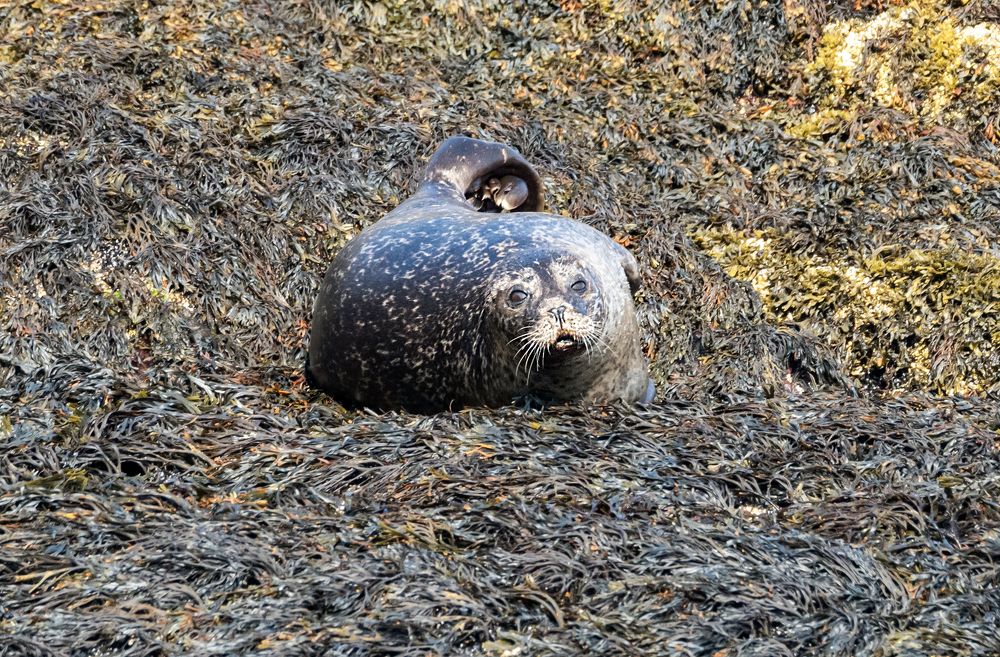 Тюленья лень