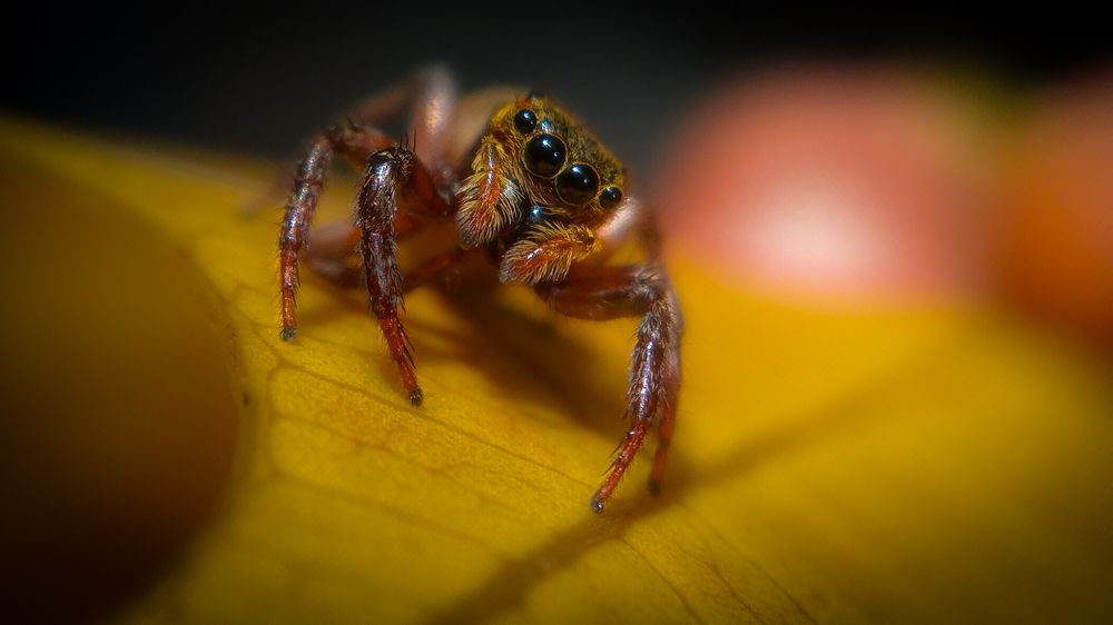 Eyes Like Diamonds, Heart of a Hunter.