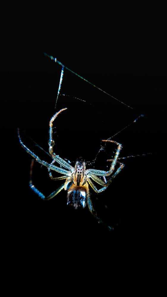 Living life on the edge, literally, as a spider in the dark ?