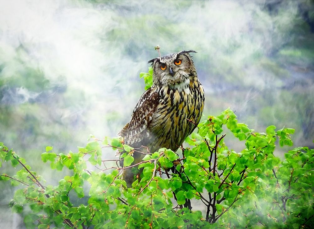 Встреча в тумане.