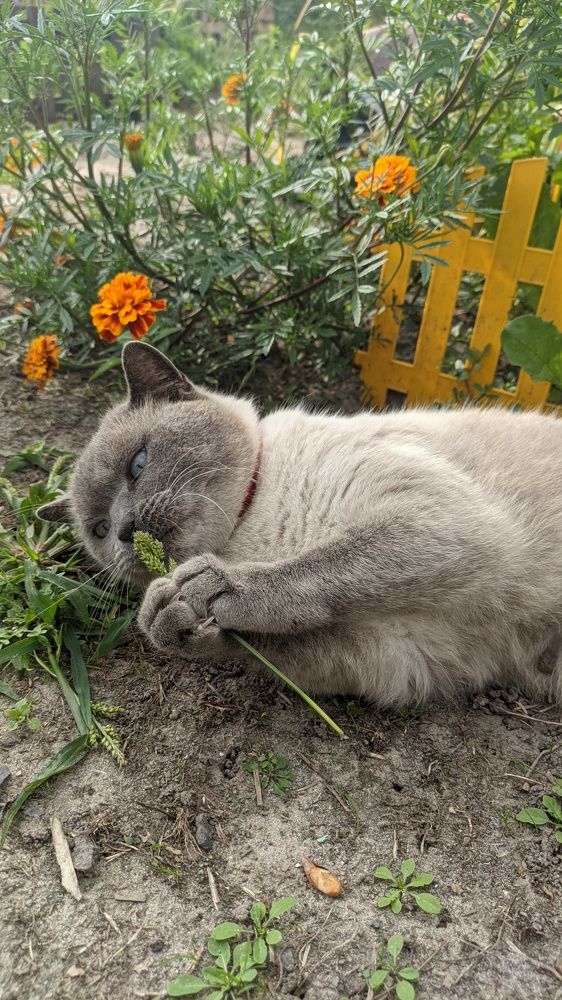 Фотография автора Васильева Ирина