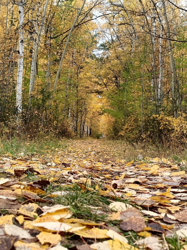 Дорога в осень