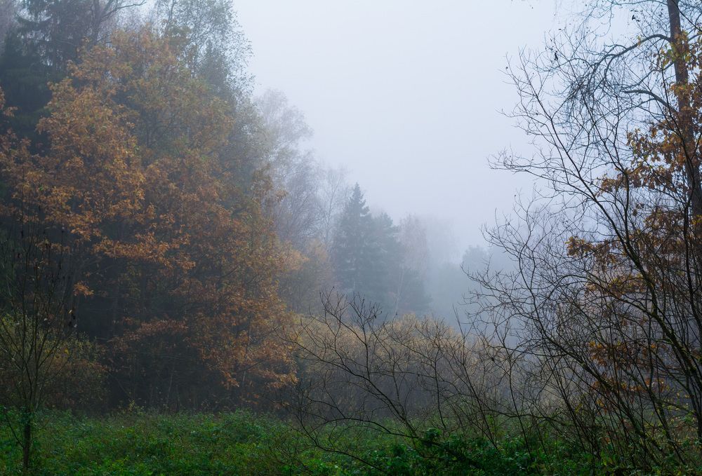 Утро туманное