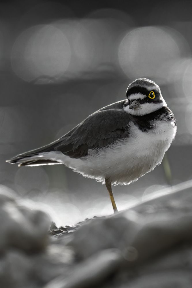 Photograph by rawezh