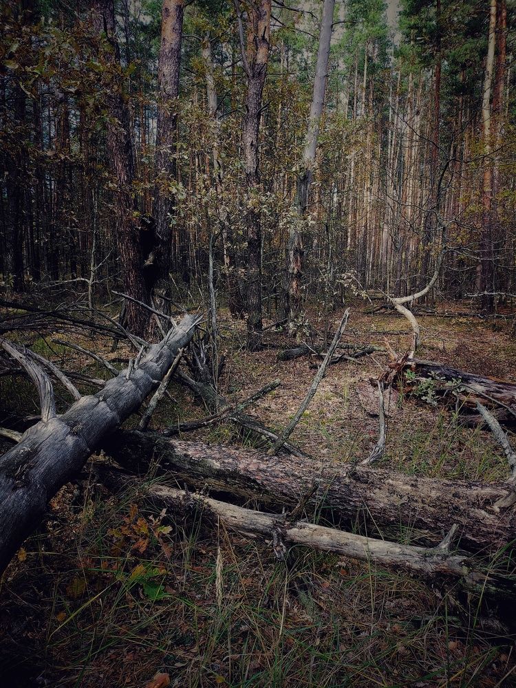 Photograph by Ольга Мартьянова