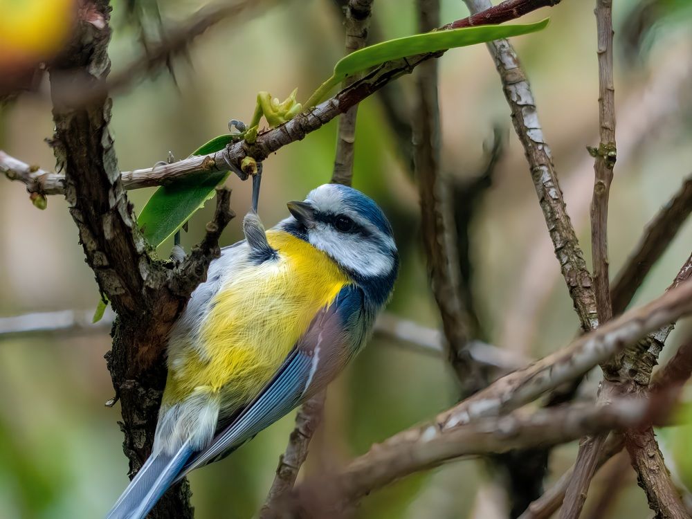 Photograph by Samfort