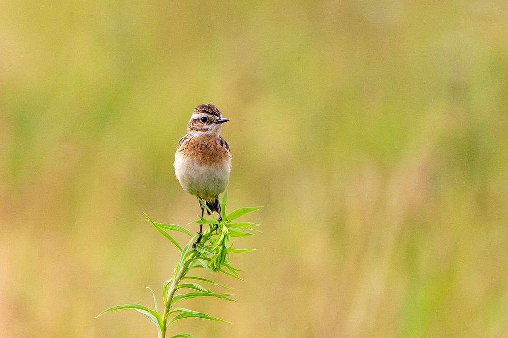 Photograph by Сергей Поляченко