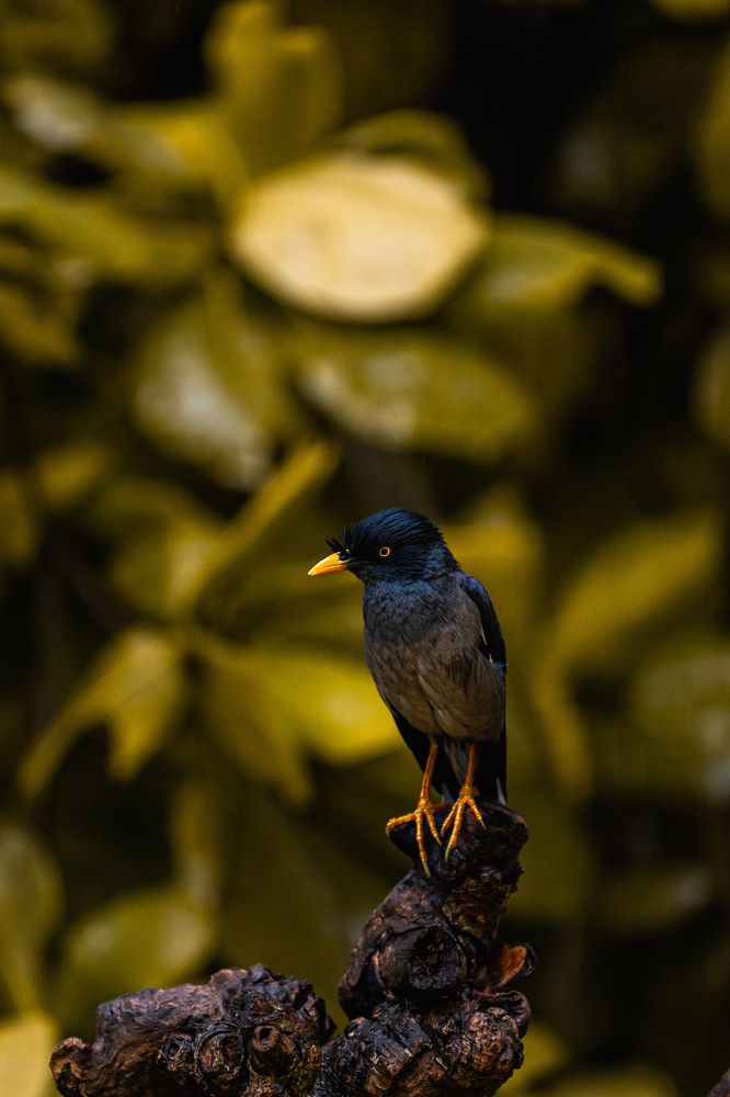 Photograph by SOUVIK PAL