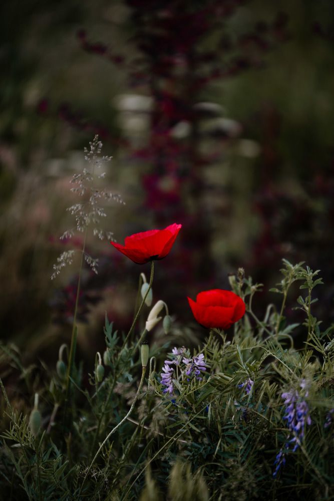 Photograph by Viktoriia Shin