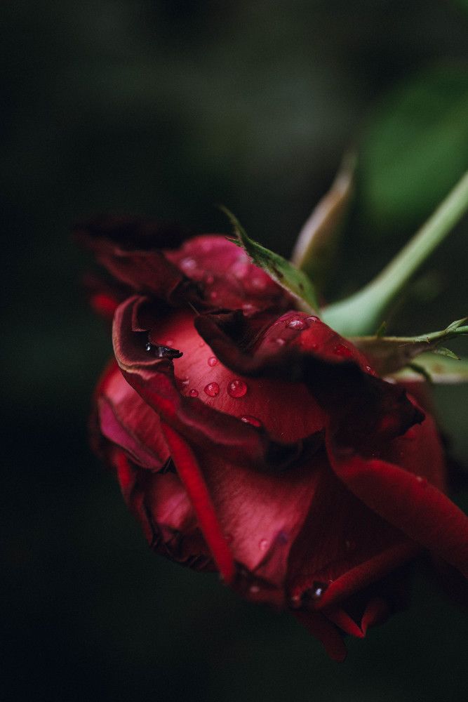 Photograph by Viktoriia Shin