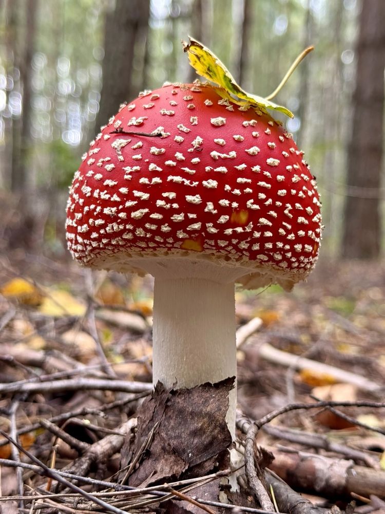 Photograph by Ольга Чибисова