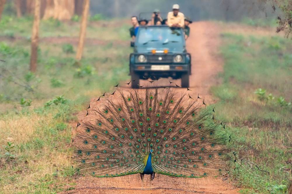 Coexistence in wildlife