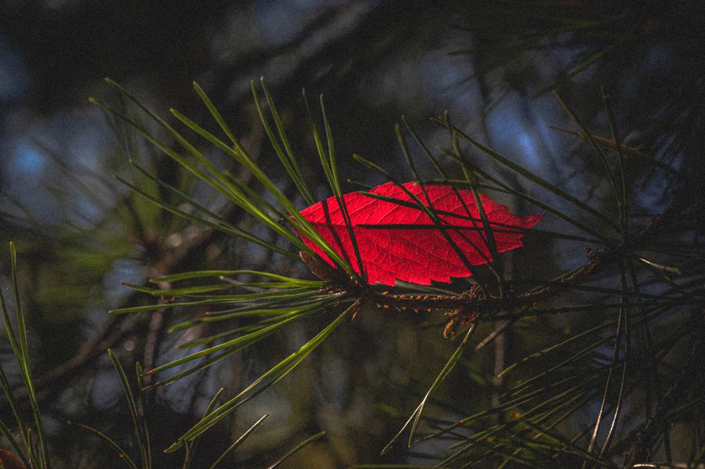 Фотография автора Ирина Гриценко