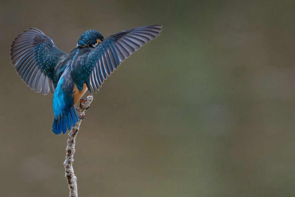 Photograph by Irakli Qobulashvili