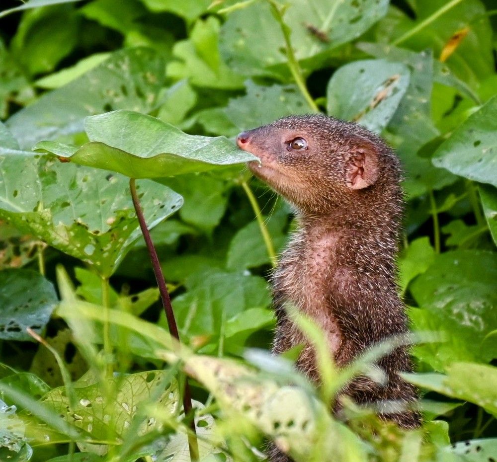Photograph by Nirup Datta