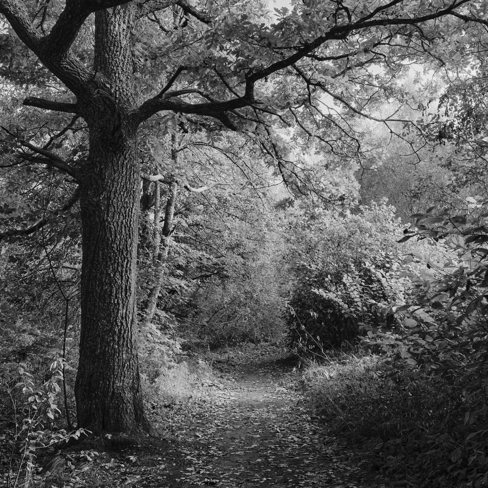 Фотография автора Ольга Шкотова