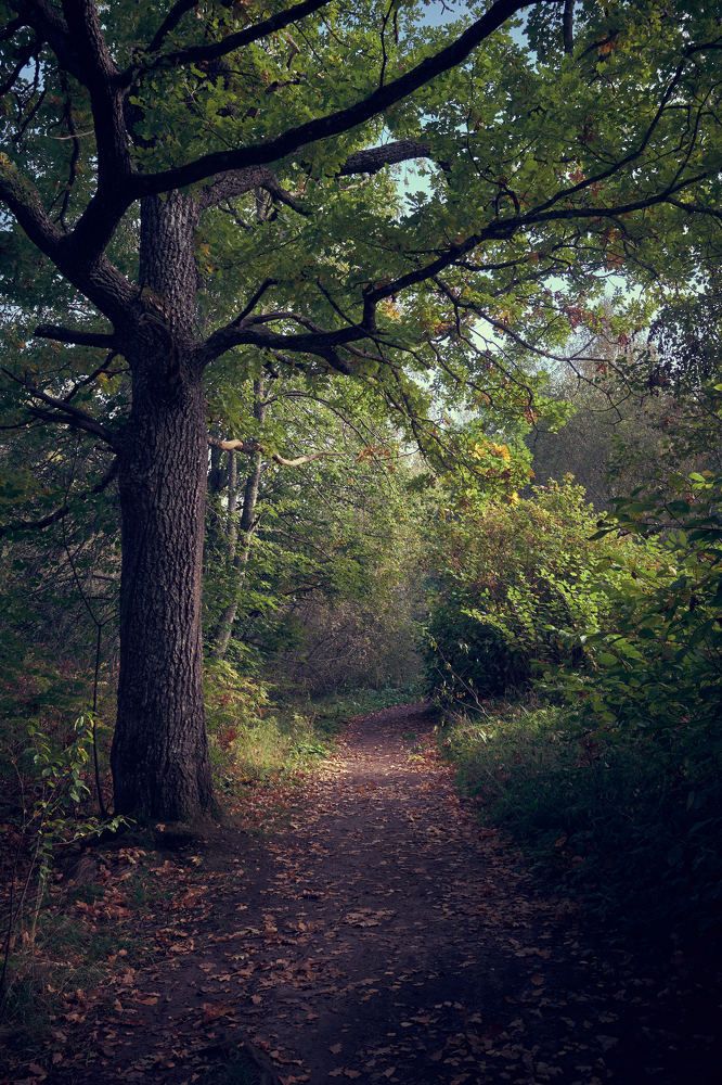 Фотография автора Ольга Шкотова