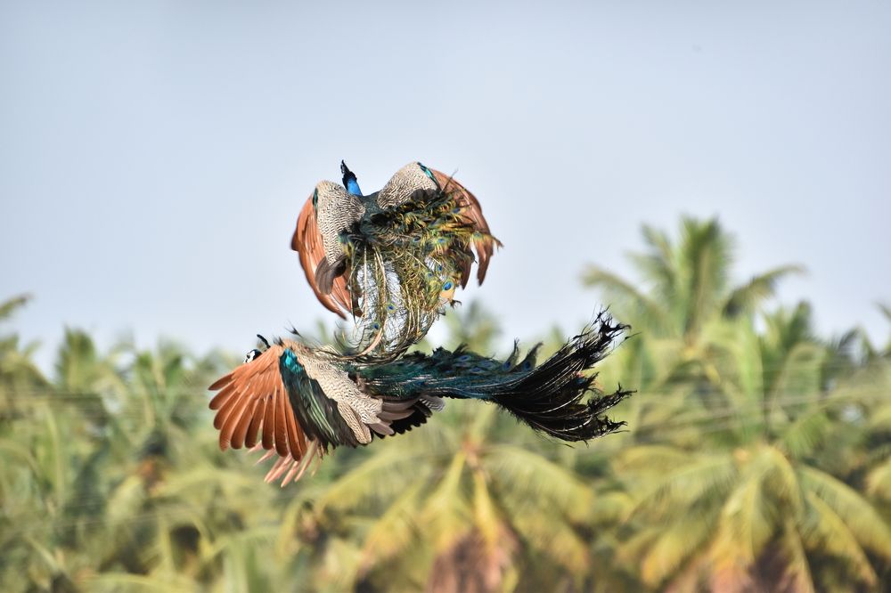 Photograph by Aswin Vijay