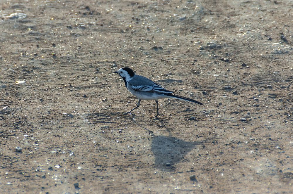Фотография автора Бушенёв Михаил