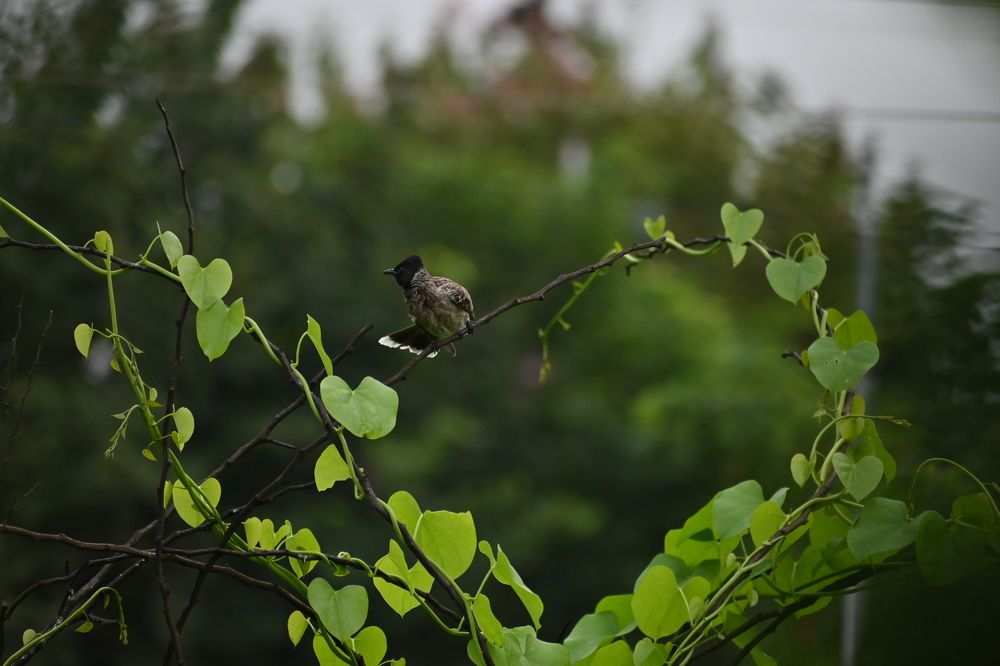 Photograph by Aswin Vijay