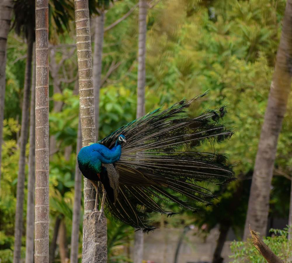 Photograph by Aswin Vijay