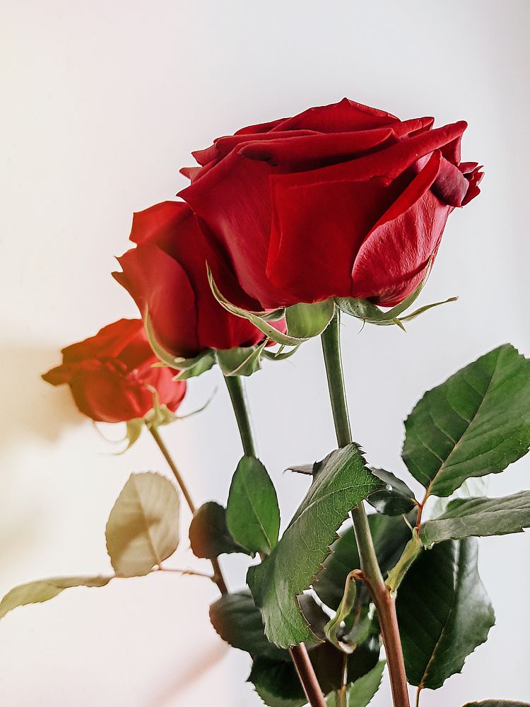 Photograph by Александра