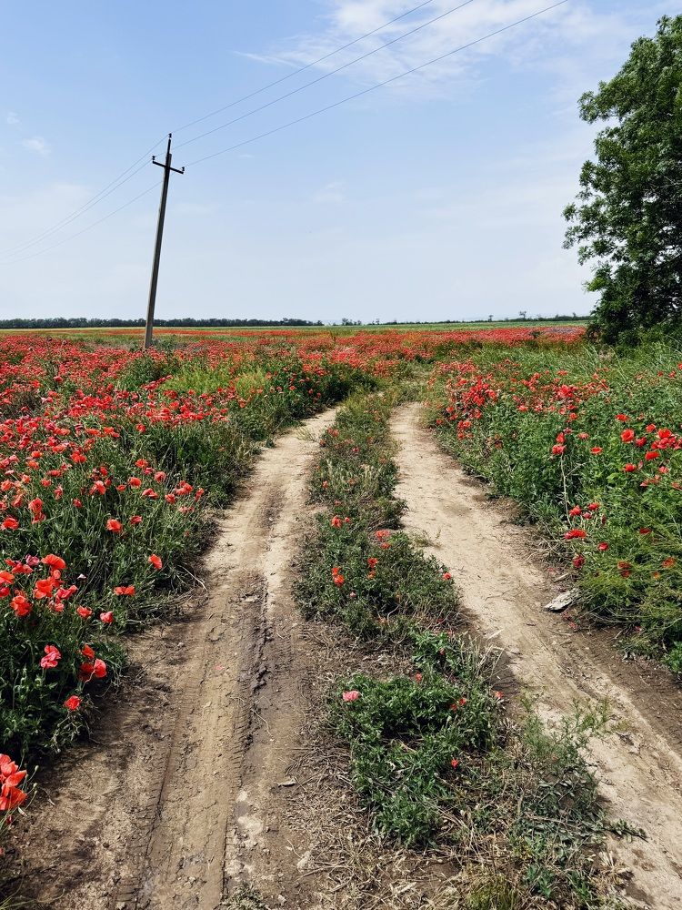 Photograph by Кристина Сидорова