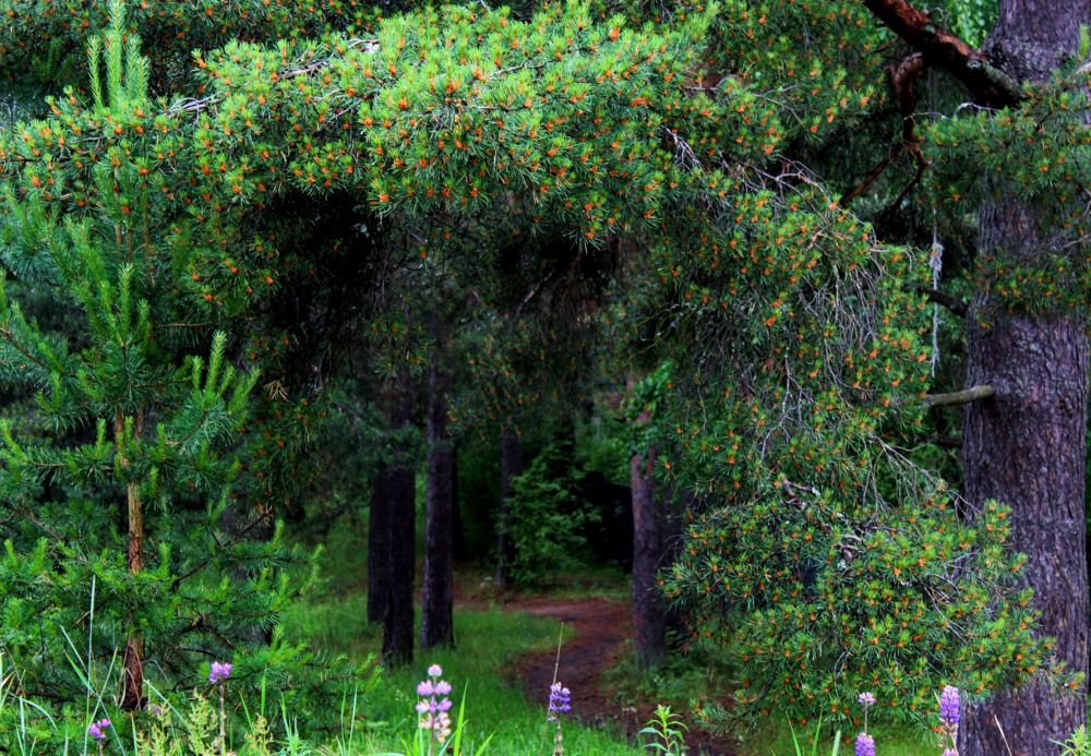 Photograph by Юлия Иванова