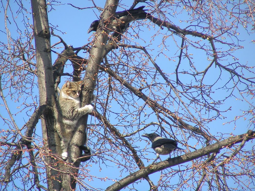Фотография автора Клавдия Васильева