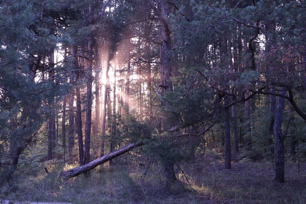 Вечер в сосновом лесу