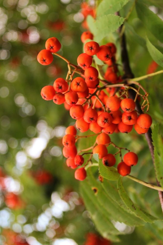 Photograph by Iryna Shyshkina