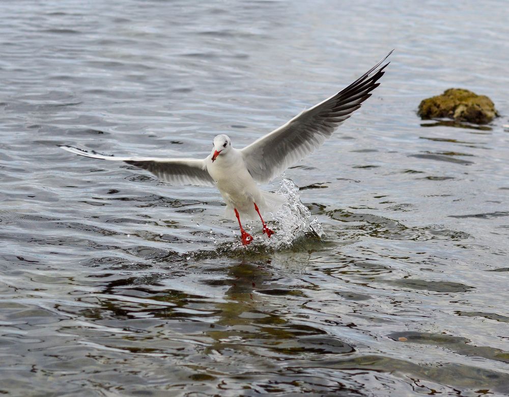Фотография автора Гаврилова Мария