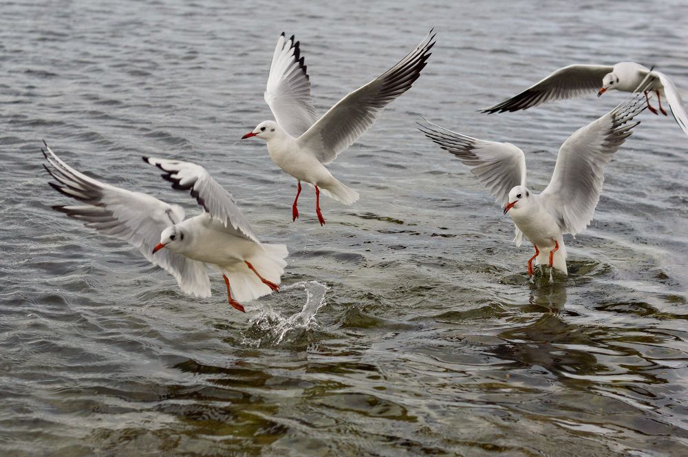 Фотография автора Гаврилова Мария