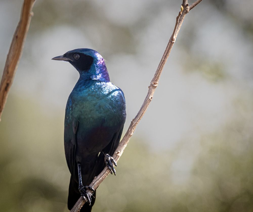 Photograph by Keegan Boland