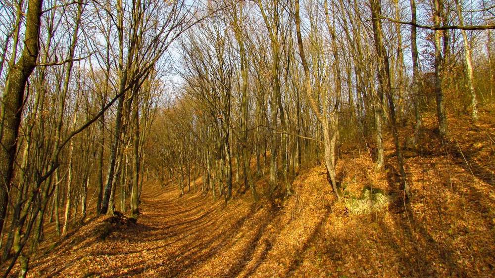 Фотография автора Александр Довганюк