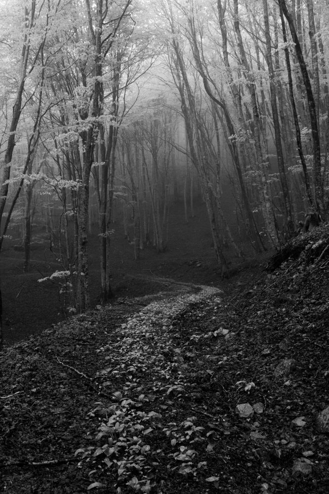 Photograph by Elliott Grieshofer