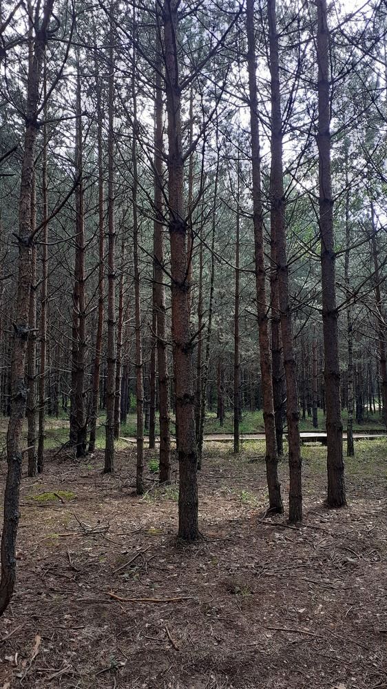 Photograph by Елена Лещева