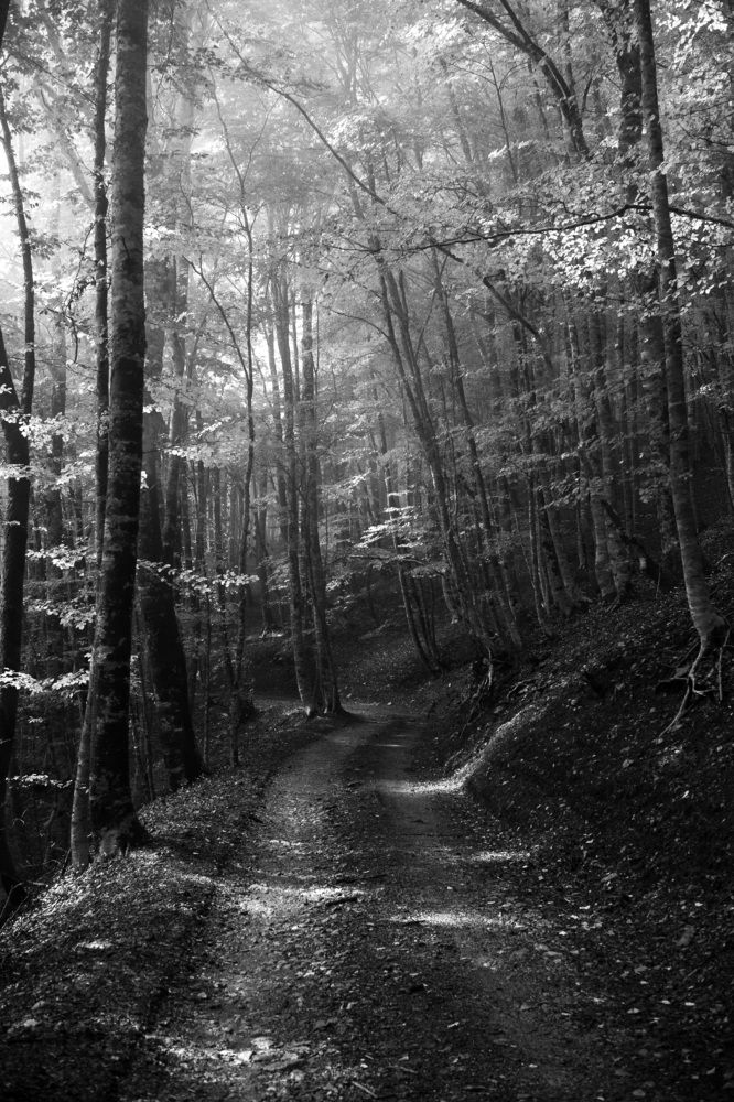 Photograph by Elliott Grieshofer