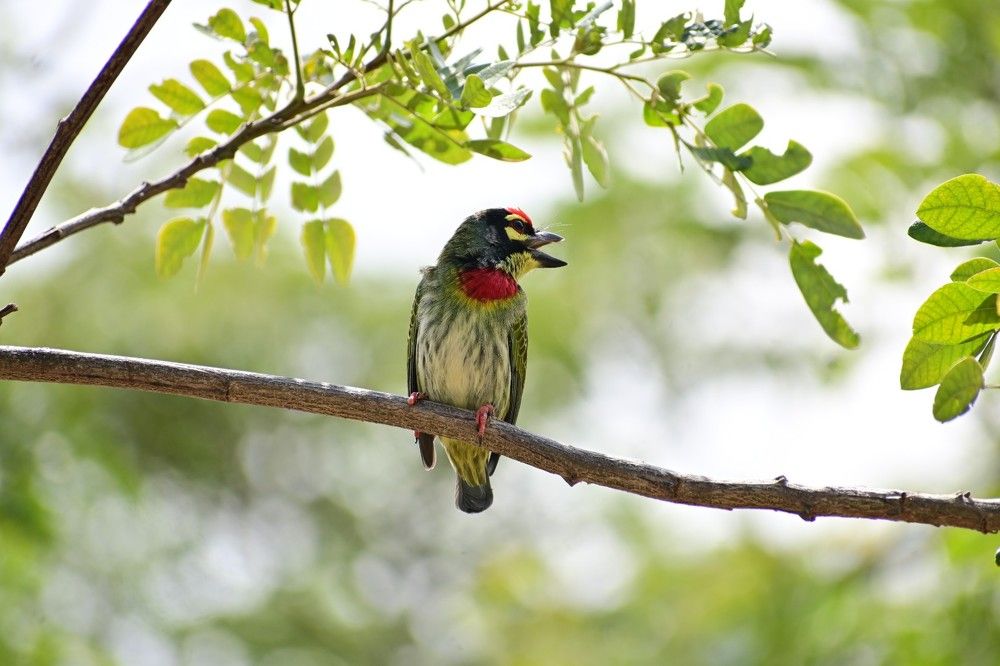 Coppersmith barbet