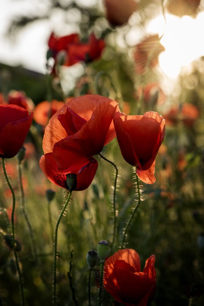 Фотография автора Krisztina Kaposvari