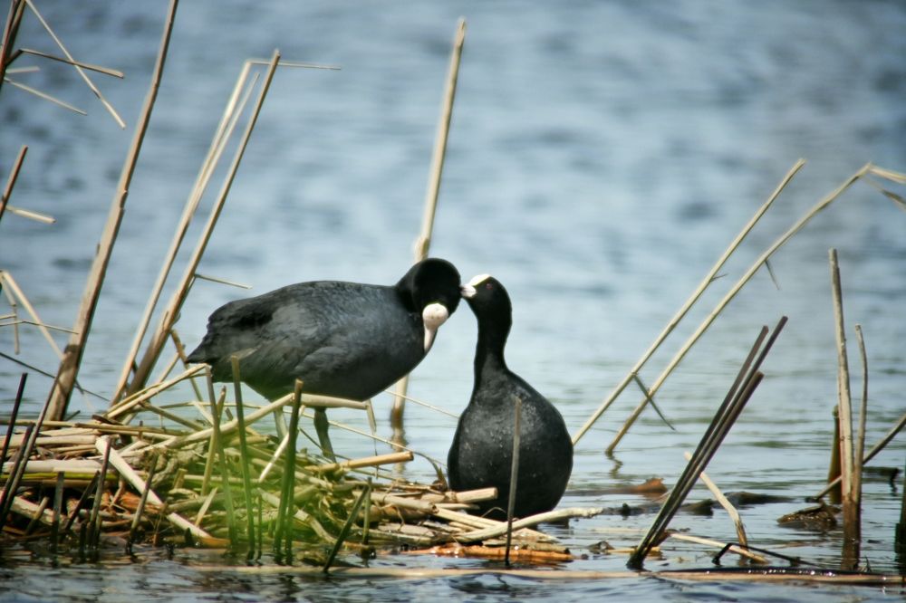 Фотография автора Olga Shchetinina