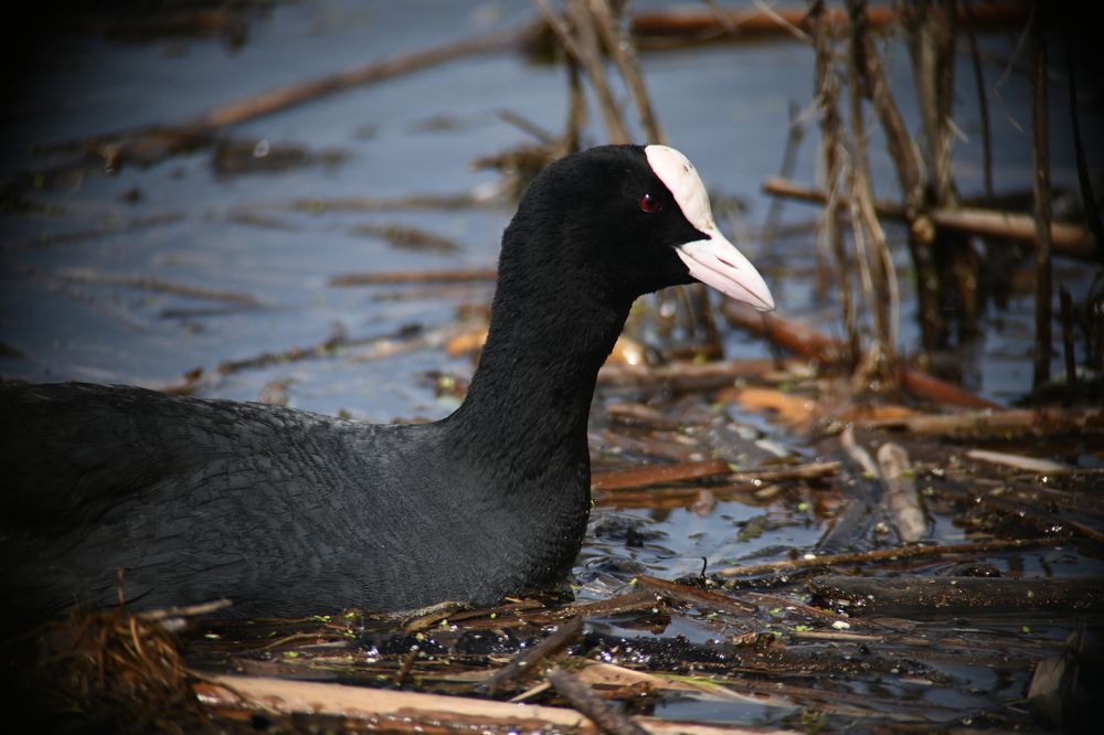 Фотография автора Olga Shchetinina