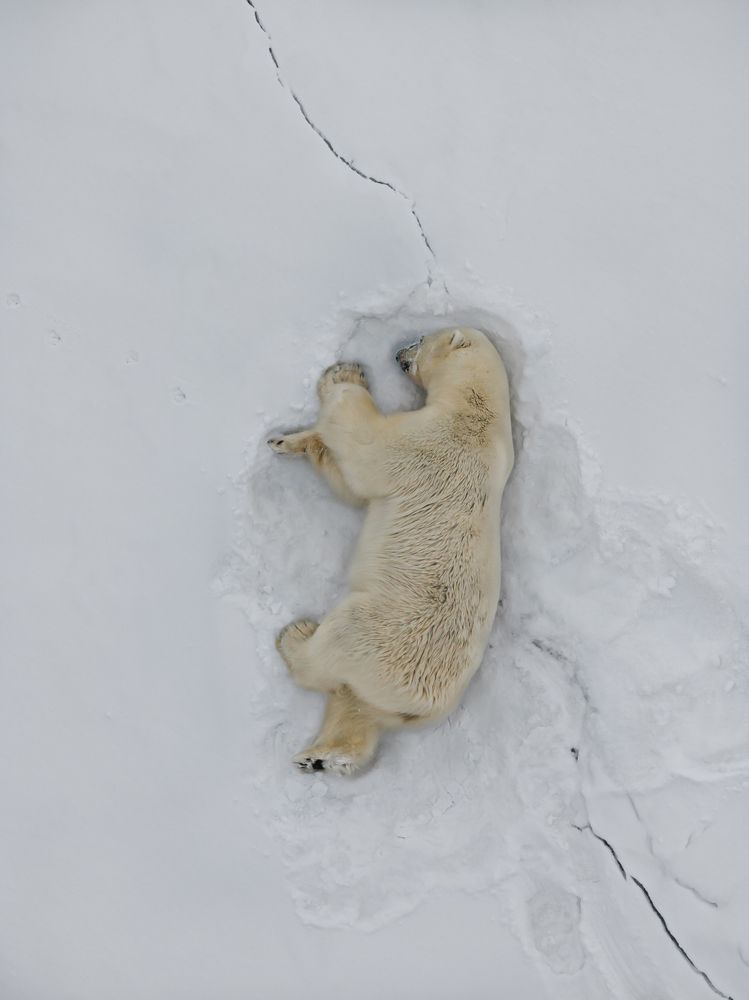 Heartbeats of the Arctic - A Bird’s Eye View