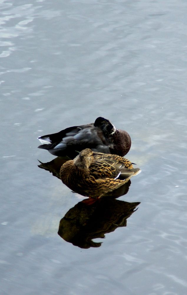 Photograph by Михаил Король