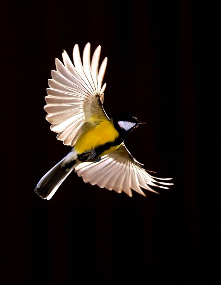 маленький Икар